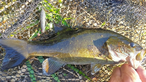 スモールマウスバスの釣果