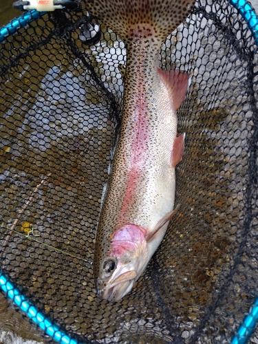 ニジマスの釣果