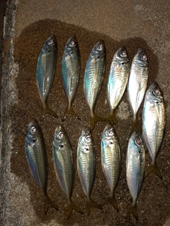 アジの釣果