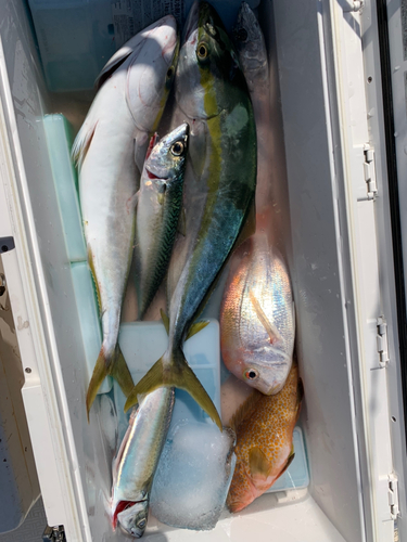 サゴシの釣果