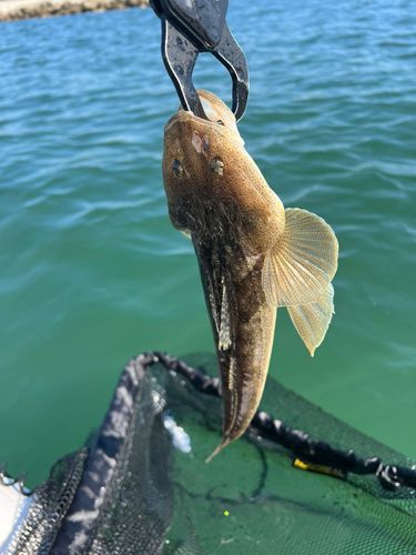 コチの釣果