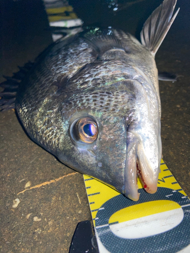 チヌの釣果