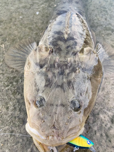 マゴチの釣果