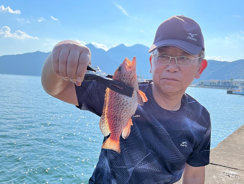 オオモンハタの釣果