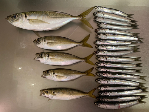 アジの釣果