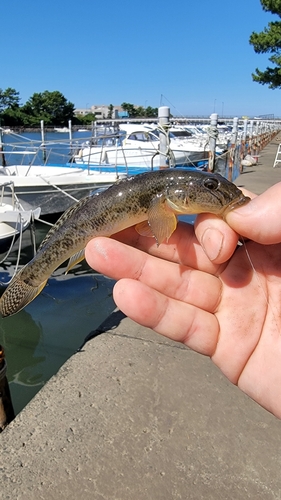 ハゼの釣果