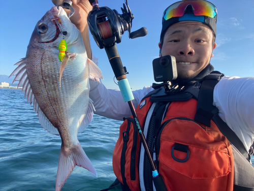 マダイの釣果