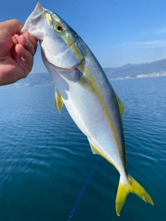 ハマチの釣果