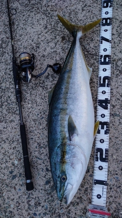 ブリの釣果