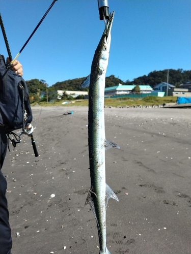 ダツの釣果