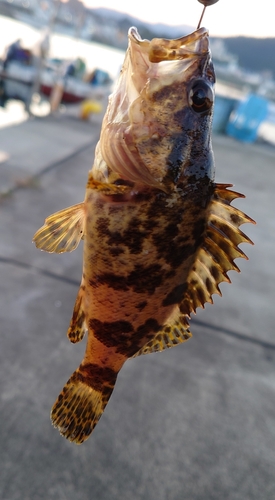 ベッコウゾイの釣果