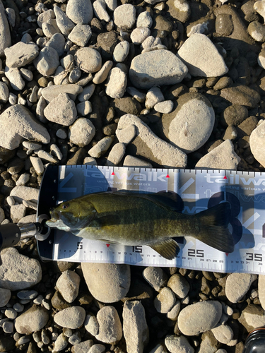 スモールマウスバスの釣果