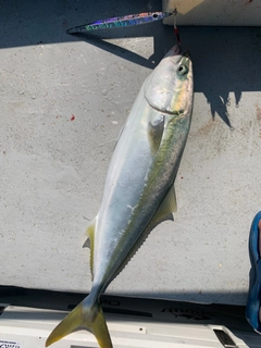 メジロの釣果