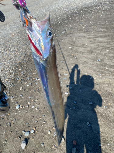 タチウオの釣果