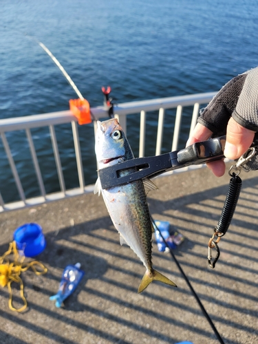 サバの釣果