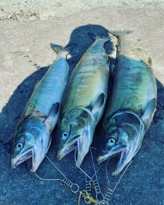 アキアジの釣果