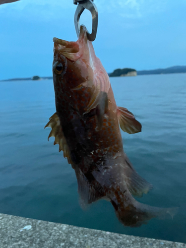 キジハタの釣果