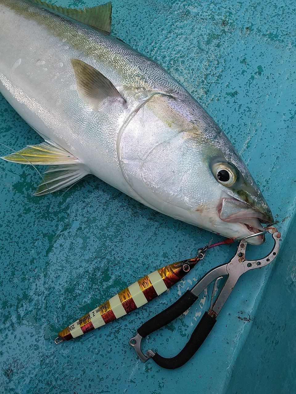 Kosuke Moriさんの釣果 3枚目の画像