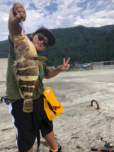 アオハタの釣果