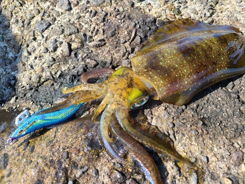 アオリイカの釣果