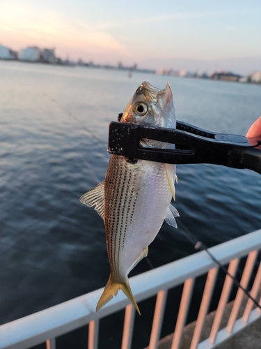 コノシロの釣果