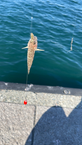 ハゼの釣果