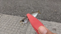 マアジの釣果