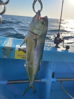 シイラの釣果