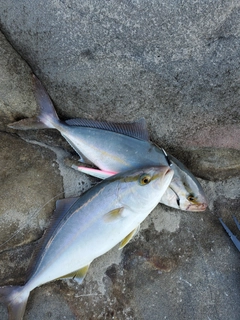 シオの釣果