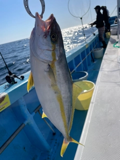 ヒラマサの釣果