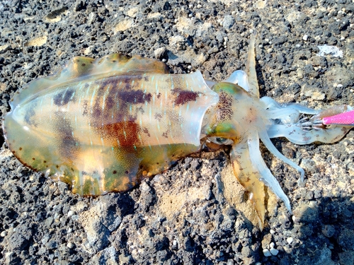 アオリイカの釣果