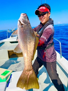 オオニベの釣果