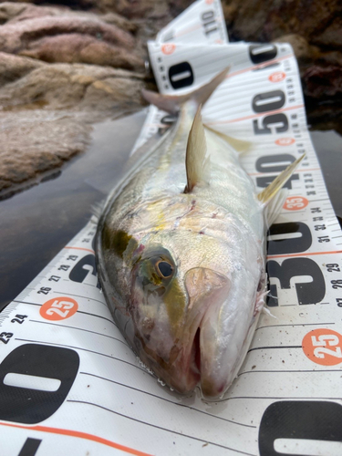 ショゴの釣果