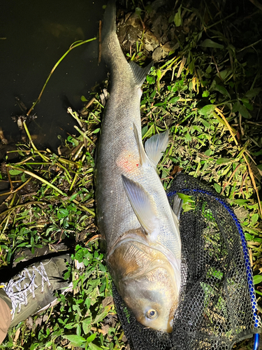 ハクレンの釣果