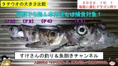 タチウオの釣果