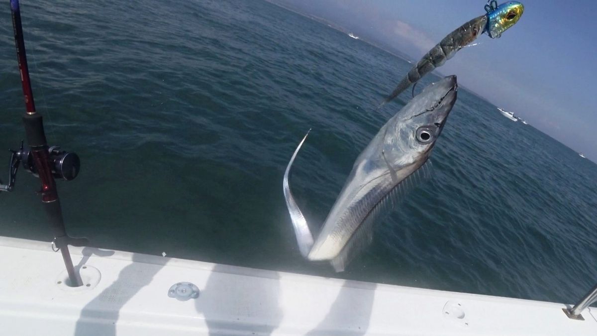 すけさんの釣り&魚捌きチャンネルさんの釣果 2枚目の画像