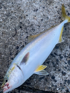 ハマチの釣果