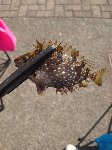 アイゴの釣果