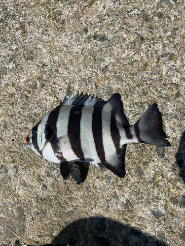 シマダイの釣果