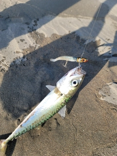 マサバの釣果