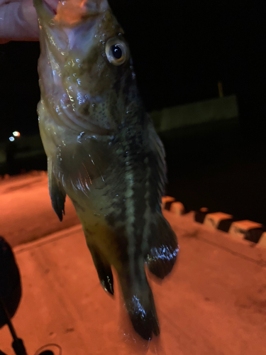 シマソイの釣果