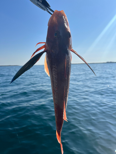 ホウボウの釣果