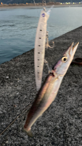 カマスの釣果