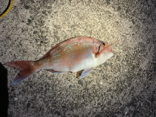 マダイの釣果