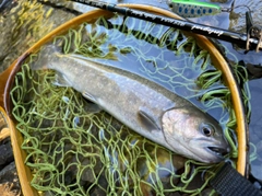 イワナの釣果