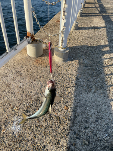 サバの釣果