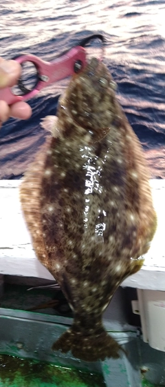 ヒラメの釣果