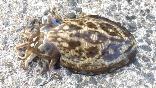 コウイカの釣果