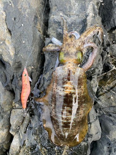 アオリイカの釣果