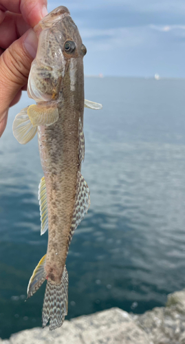 マハゼの釣果